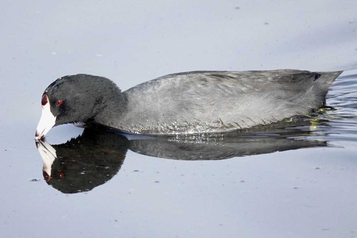 American Coot (Red-shielded) - ML612620283