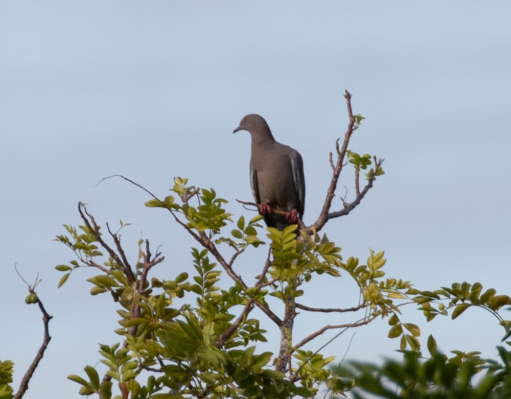 Plain Pigeon - ML612620284