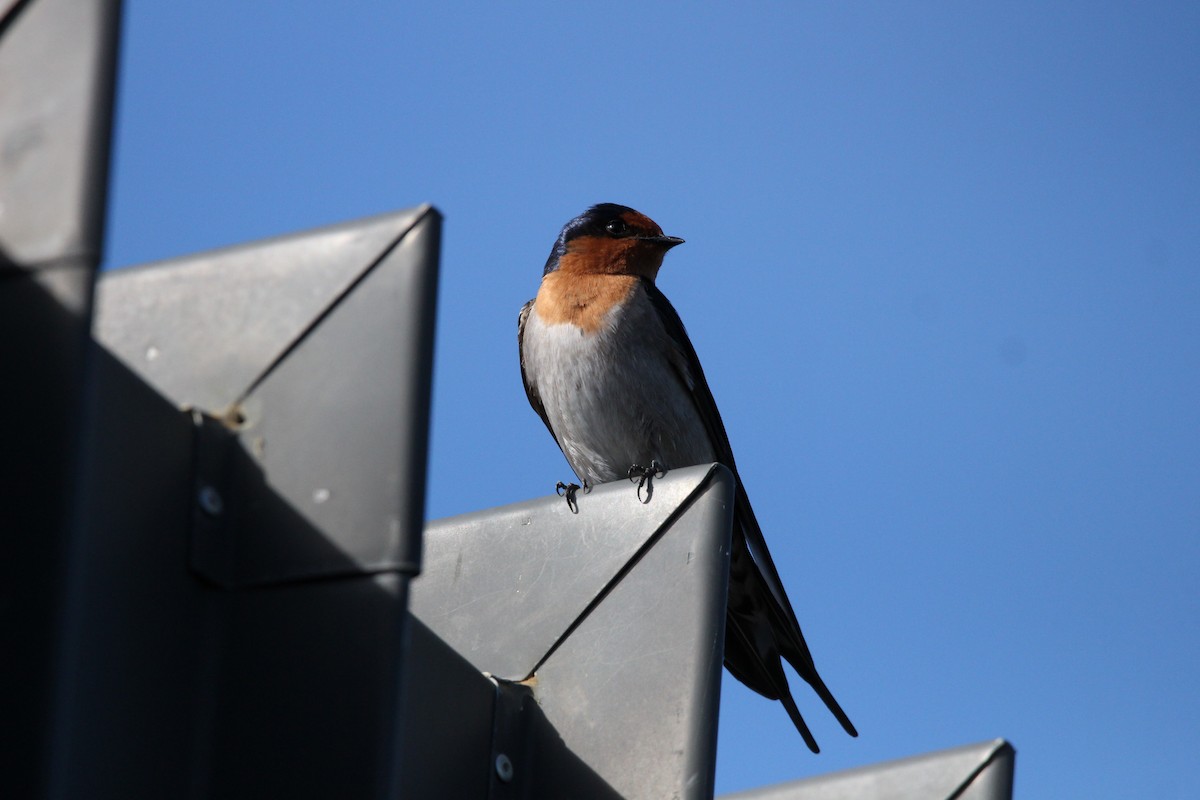 Welcome Swallow - Buchanan Birdwatcher