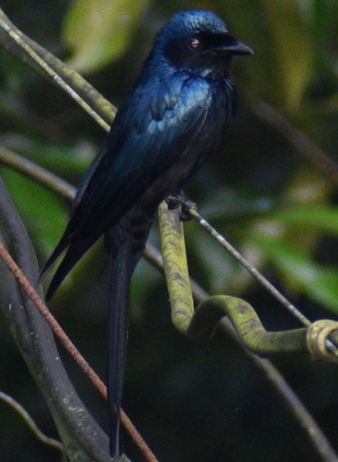 Bronzed Drongo - George Kuriakose  Basil