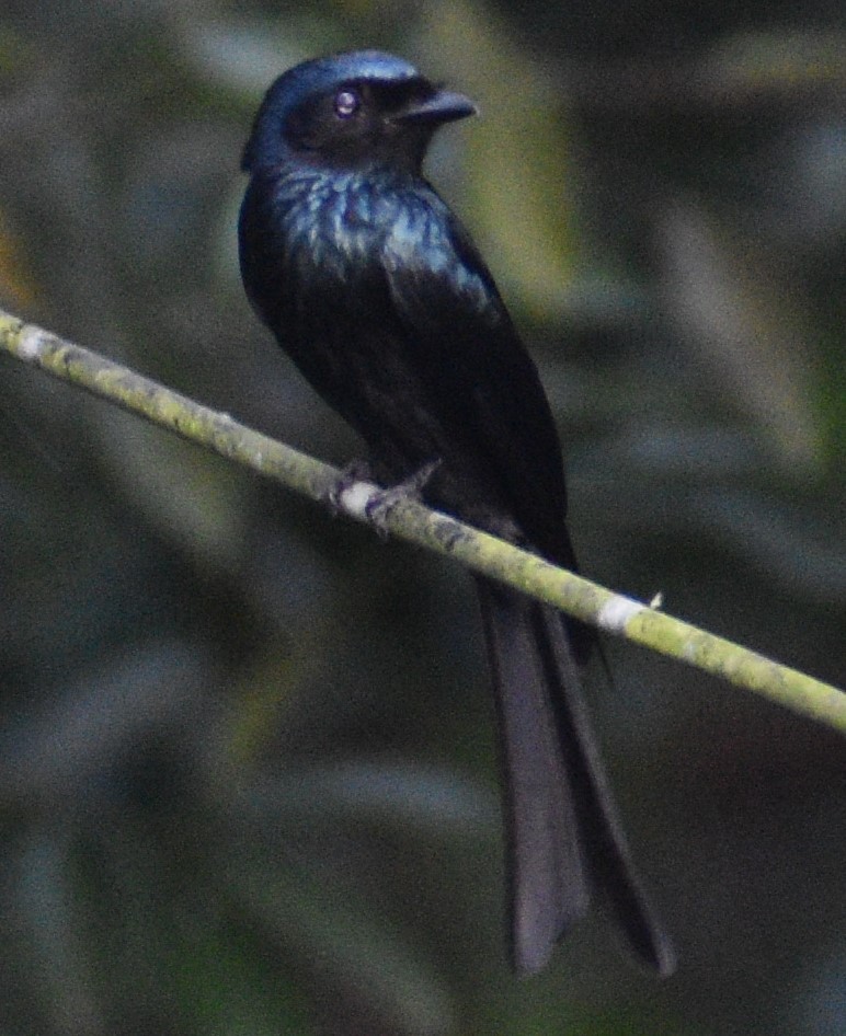 Bronzed Drongo - George Kuriakose  Basil