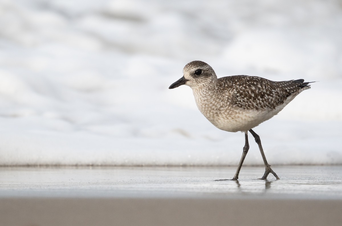 Black-bellied Plover - ML612620611