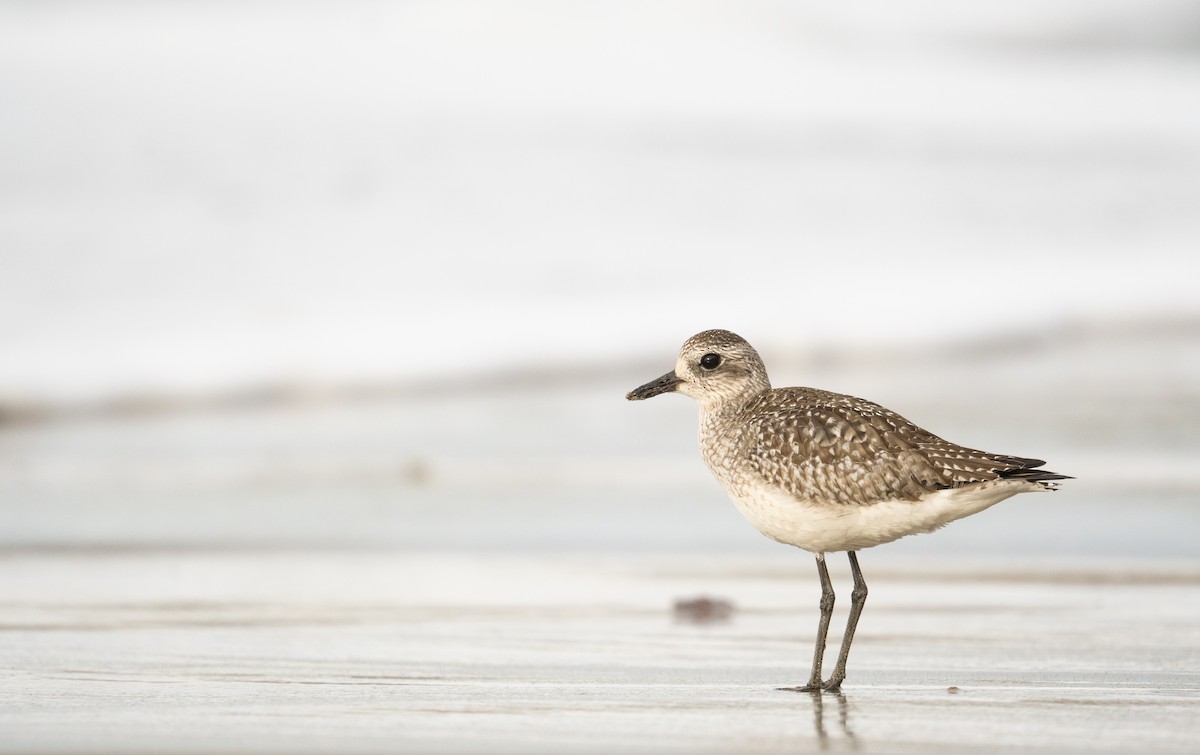 Black-bellied Plover - ML612620612