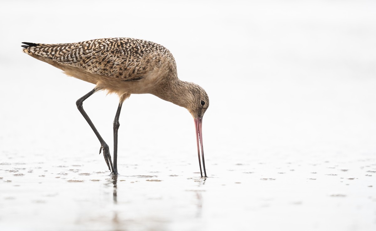 Marbled Godwit - ML612620619