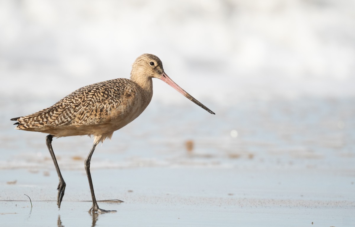 Marbled Godwit - ML612620620