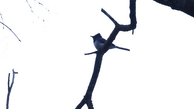 Leaden Flycatcher - ML612620648