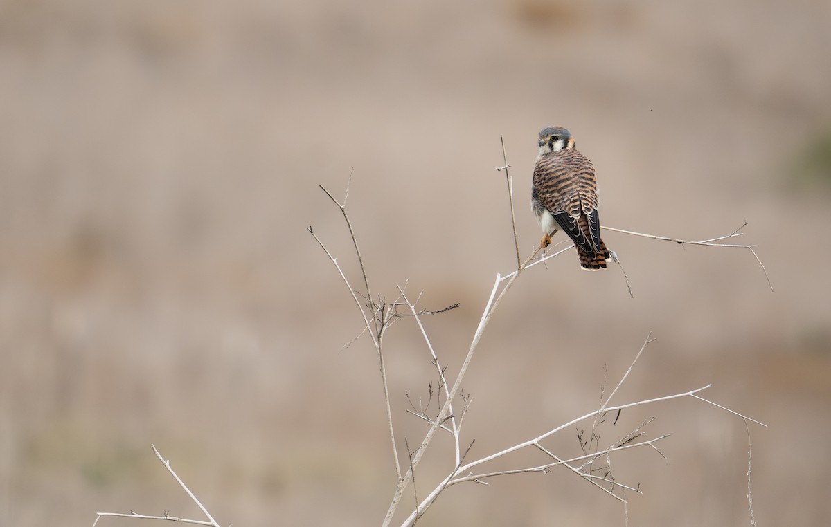 American Kestrel - ML612620653
