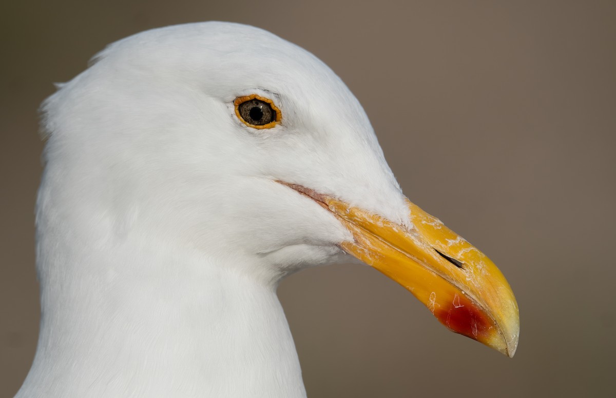 Goéland d'Audubon - ML612620658