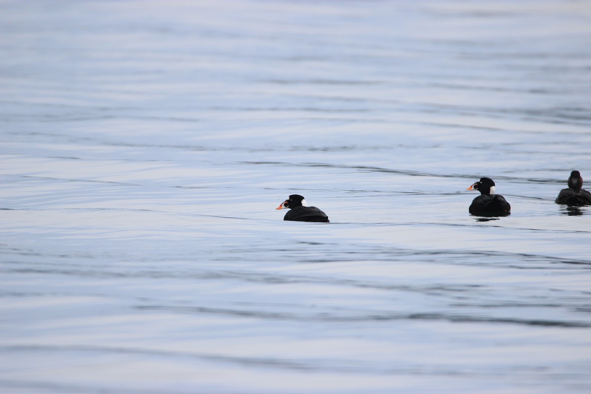 Surf Scoter - ML612620690