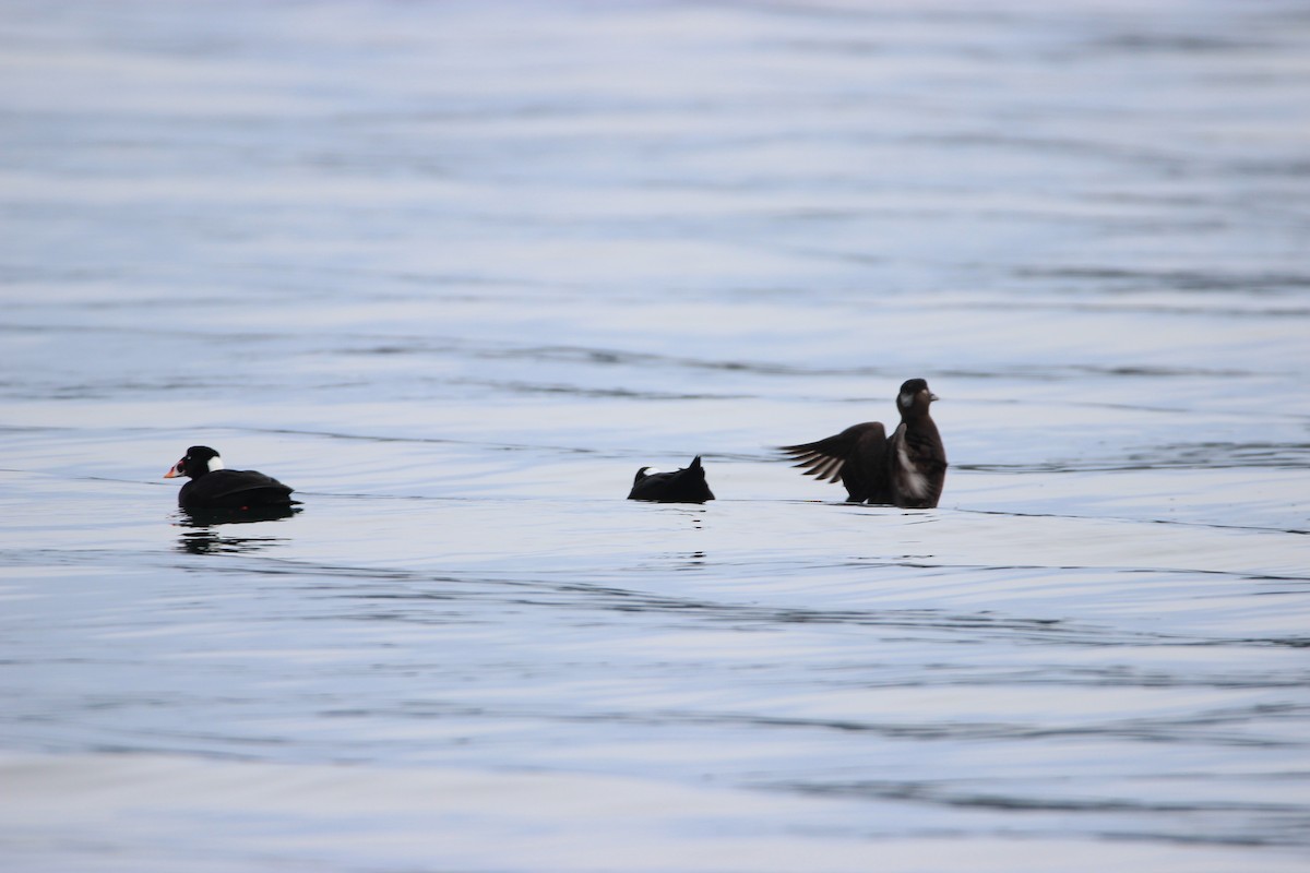 Surf Scoter - ML612620691