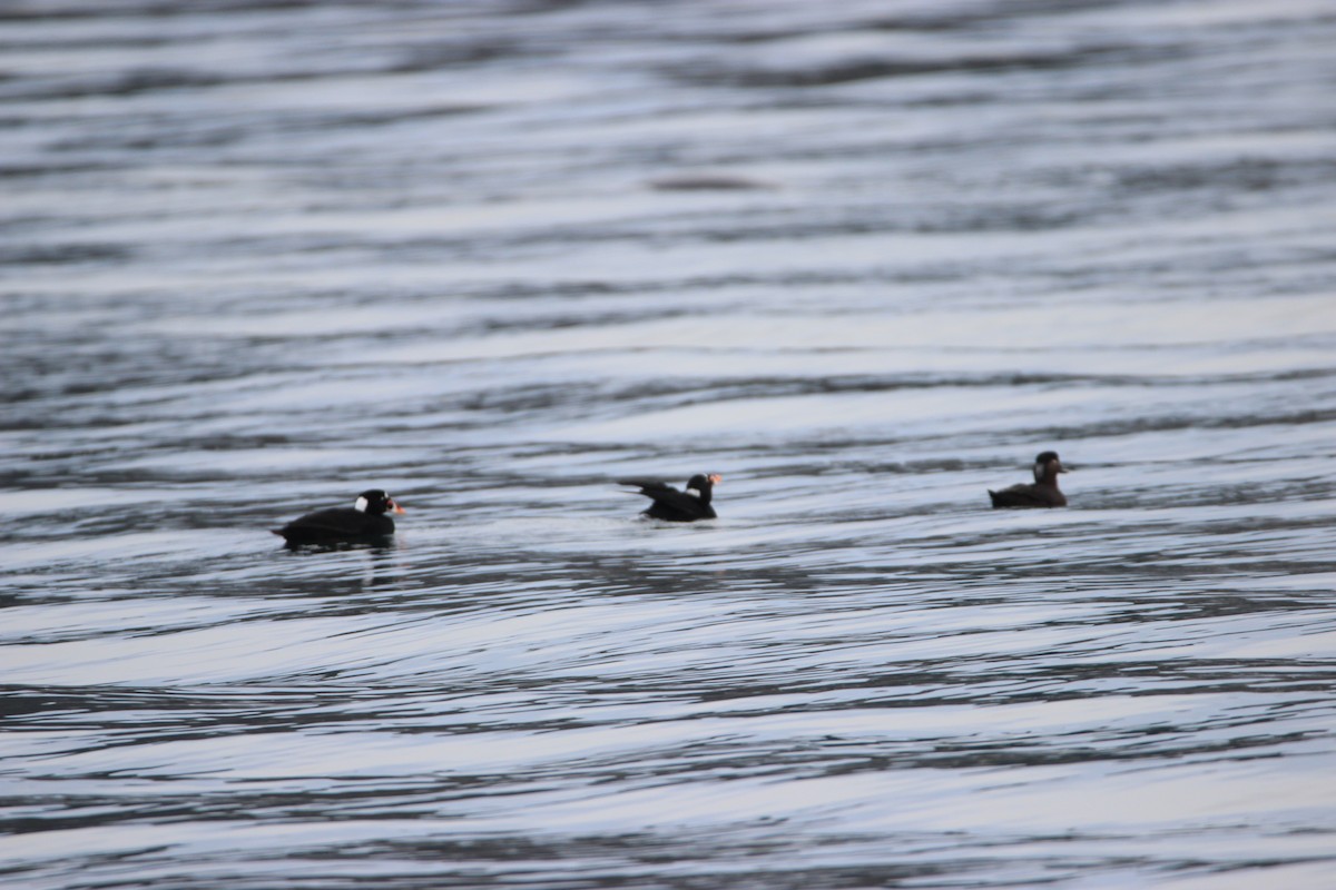 Surf Scoter - ML612620692