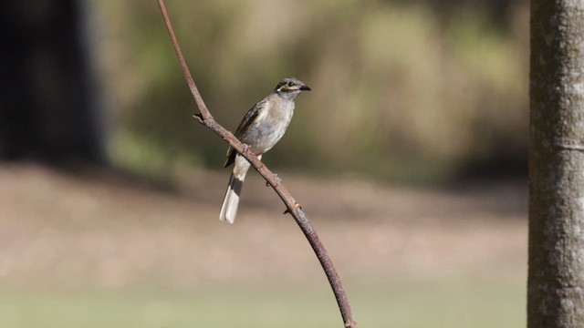 Yellow-faced Honeyeater - ML612620757