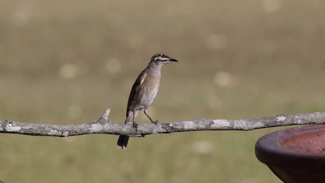 Yellow-faced Honeyeater - ML612620799