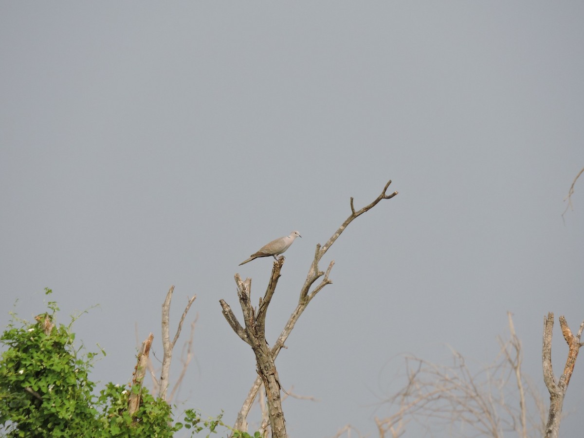 Eurasian Collared-Dove - ML612620880