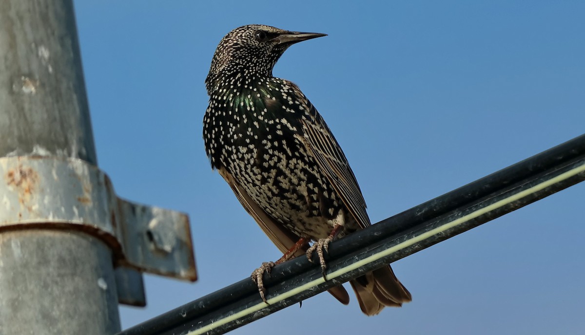 European Starling - ML612621115