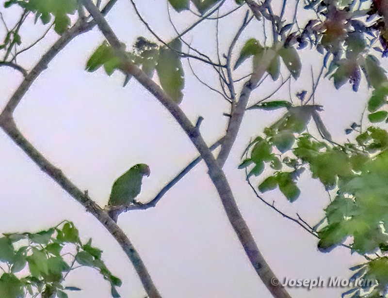 Moluccan Eclectus - ML612621118