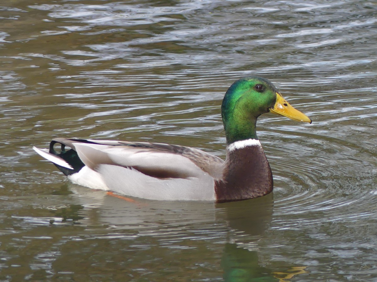 Mallard - ML612621260