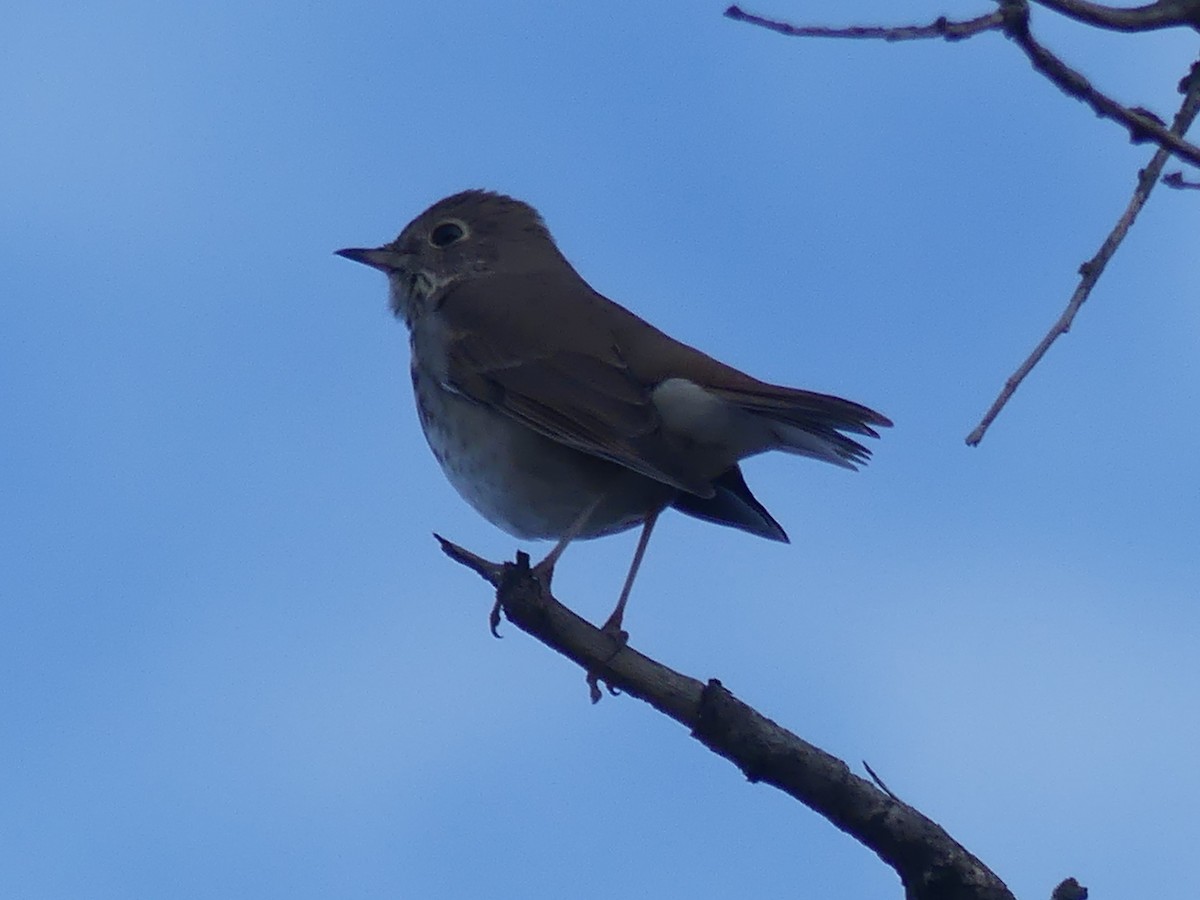 Hermit Thrush - ML612621292