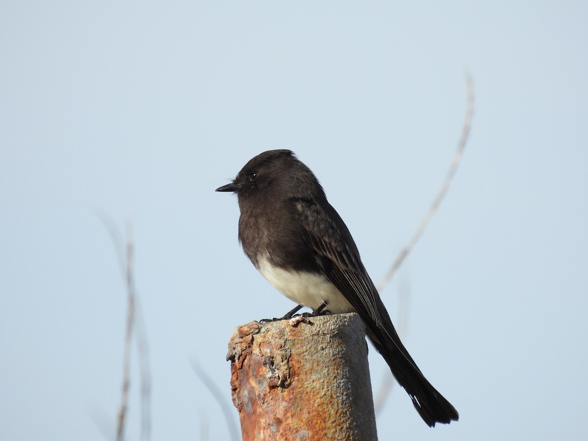 Black Phoebe - ML612621295