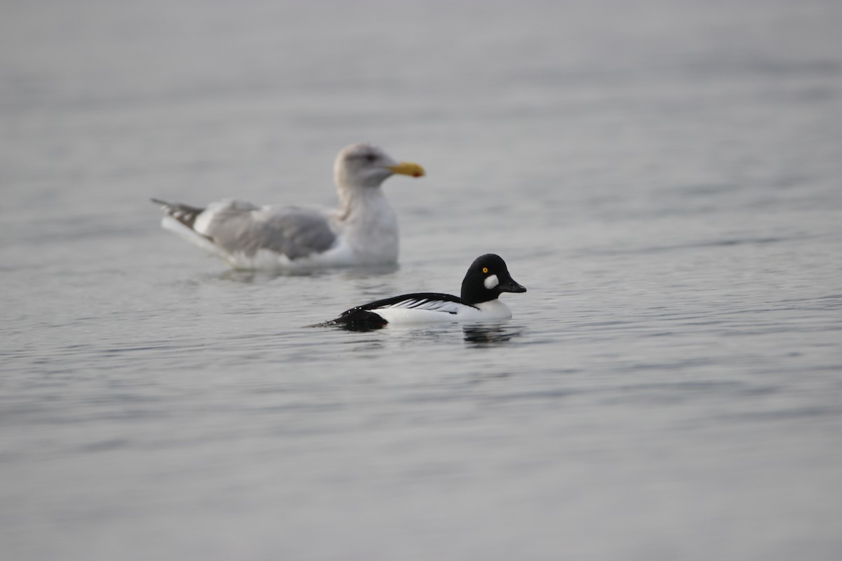 Common Goldeneye - ML612621363