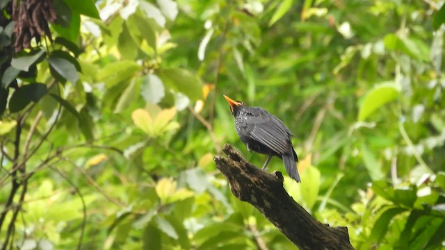 Blue Whistling-Thrush - ML612621427