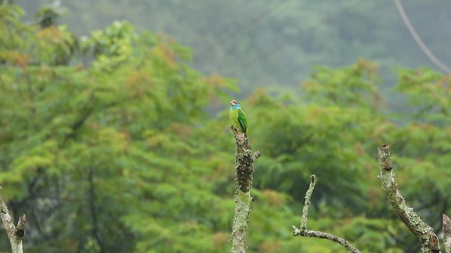 Blue-throated Barbet - ML612621430