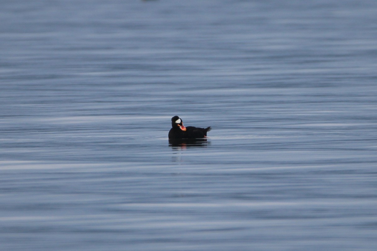 Surf Scoter - ML612621448