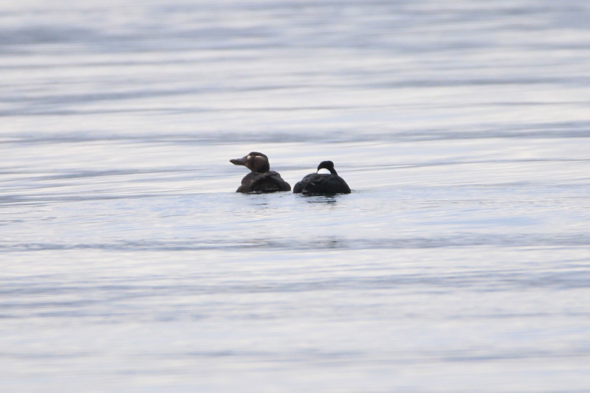 Surf Scoter - ML612621449