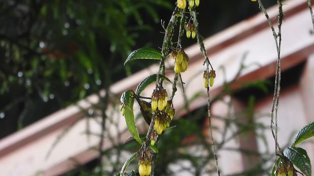 Green-tailed Sunbird - ML612621512