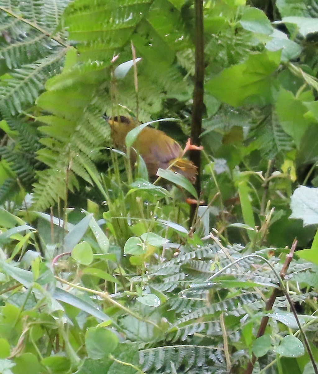 Black-crested Warbler - ML612621726