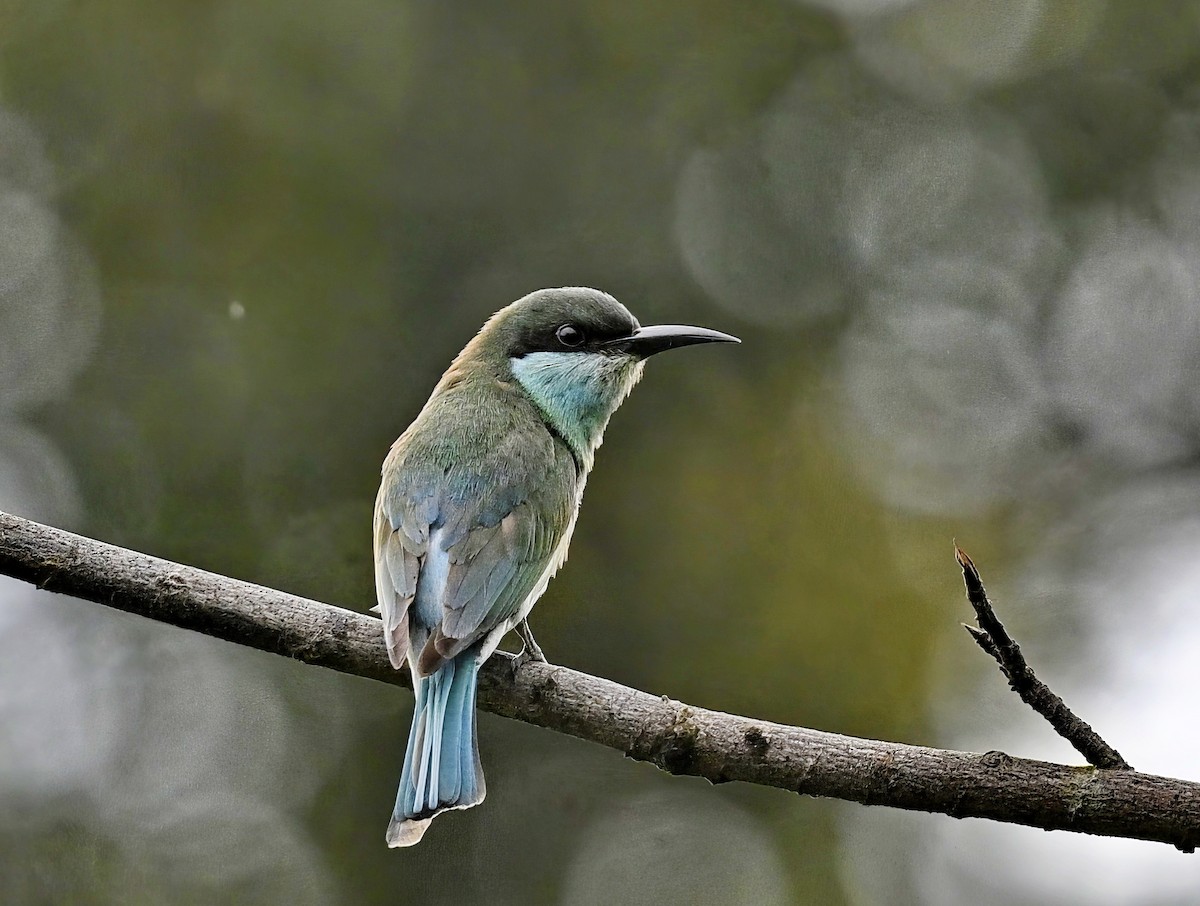 Blue-throated Bee-eater - ML612621917