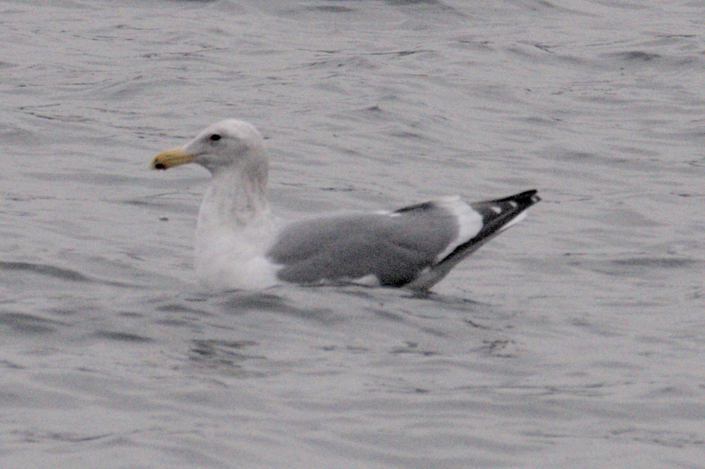 Western x Glaucous-winged Gull (hybrid) - ML612621945