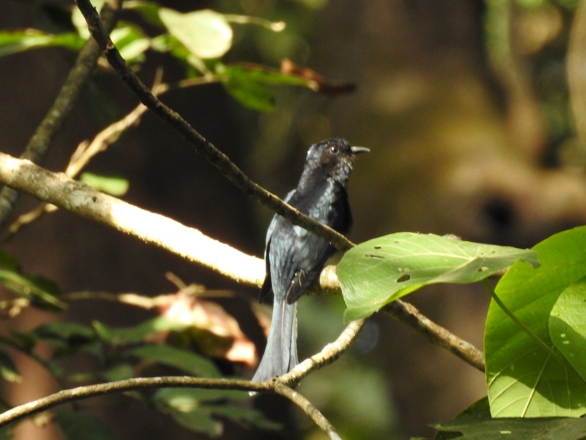 Fork-tailed Drongo-Cuckoo - ML612621969