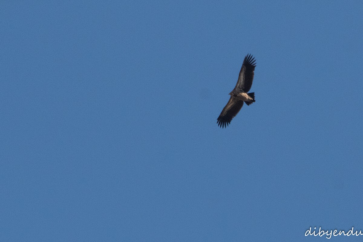 Himalayan Griffon - Dibyendu Paul