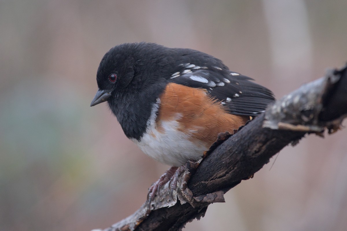 Spotted Towhee - ML612622077