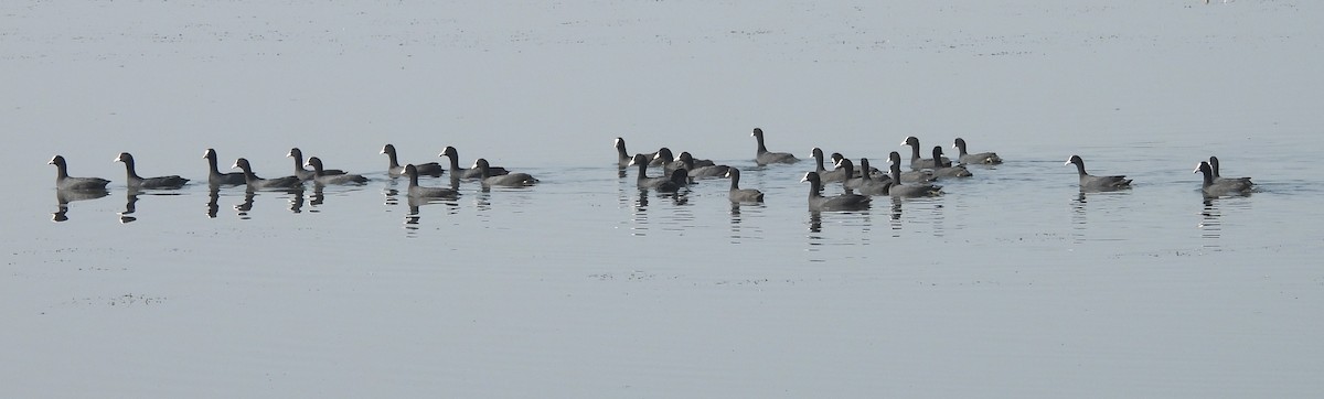 Eurasian Coot - ML612622130