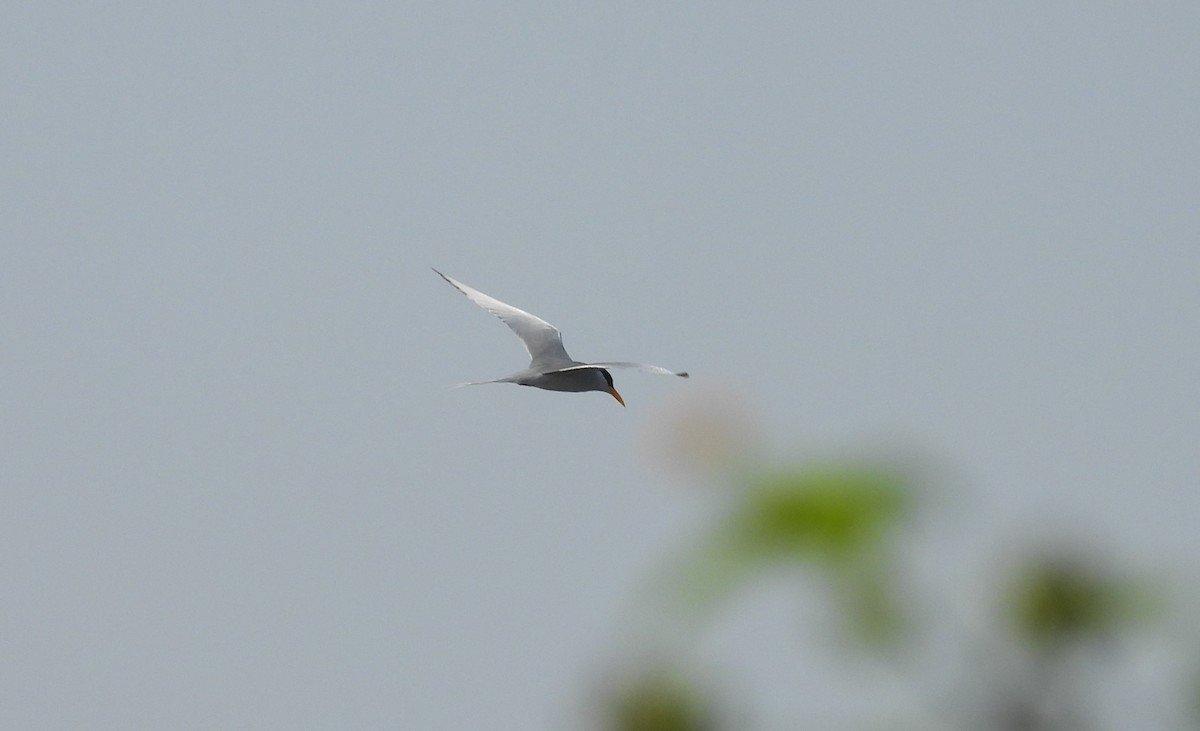 River Tern - ML612622137