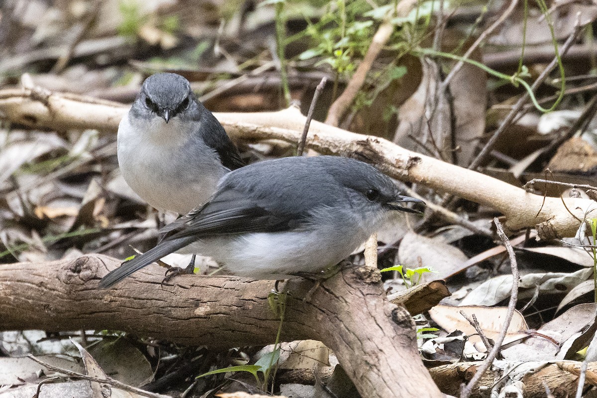 White-breasted Robin - ML612622154