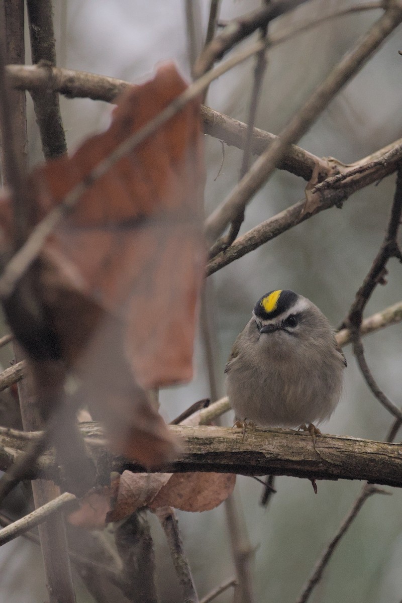 Golden-crowned Kinglet - ML612622177