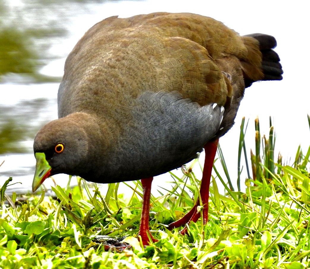 Gallinule aborigène - ML612622202