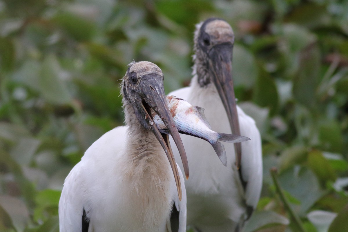 Wood Stork - Richard Stanton