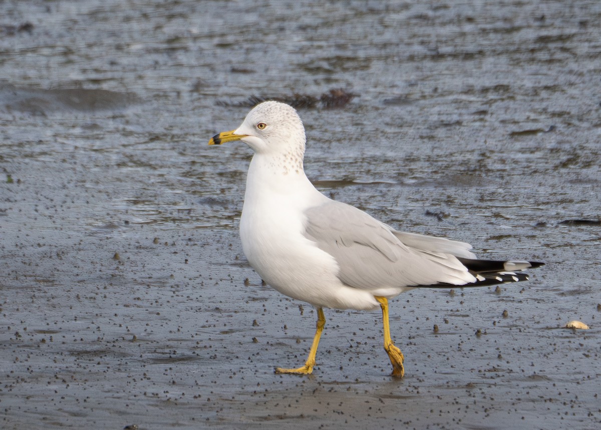 Ring-billed Gull - ML612622440