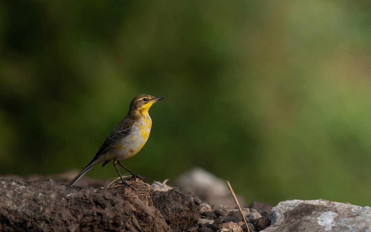 Western/Eastern Yellow Wagtail - ML612622512