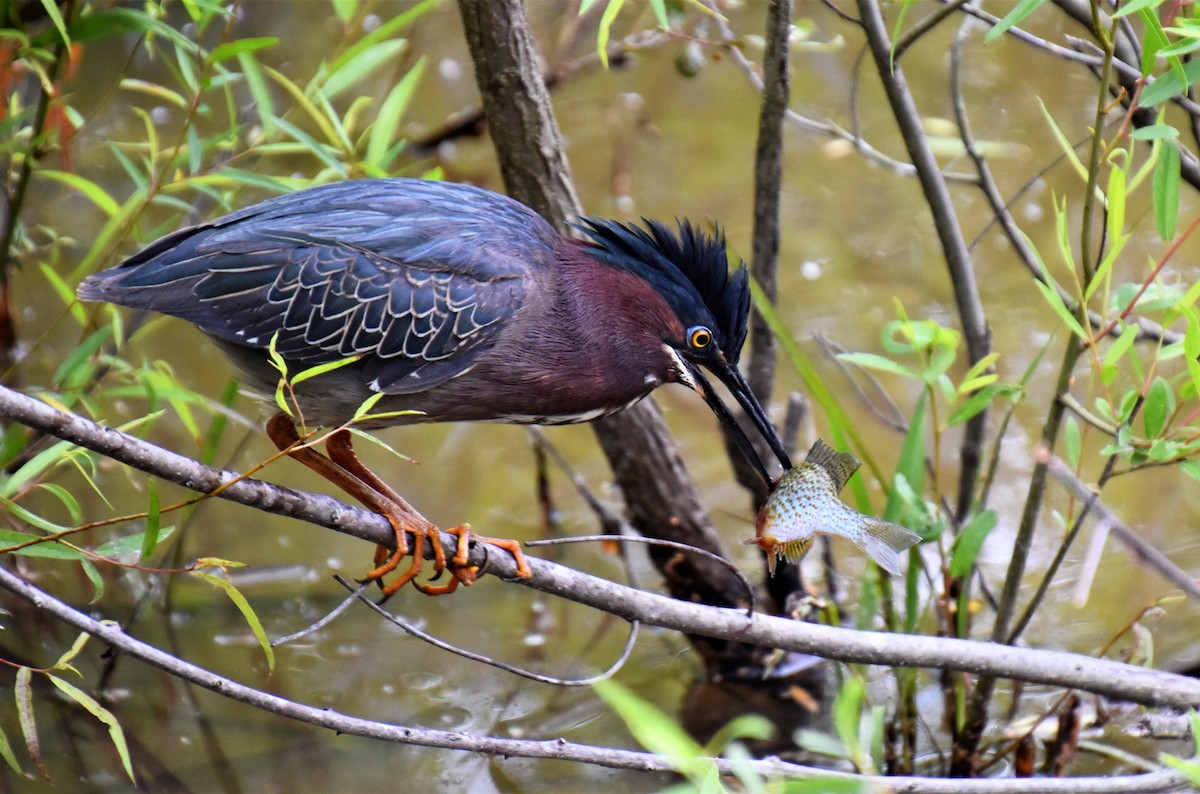 Green Heron - ML612622628