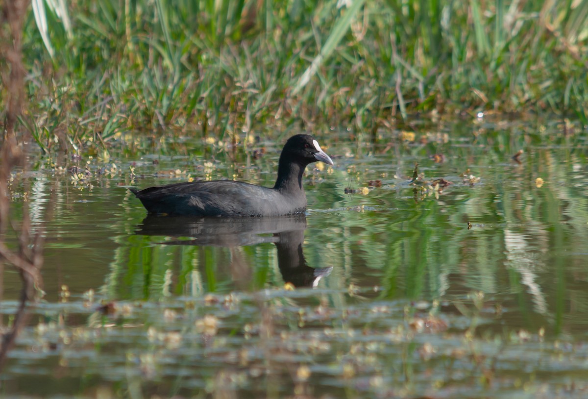 Eurasian Coot - ML612622640