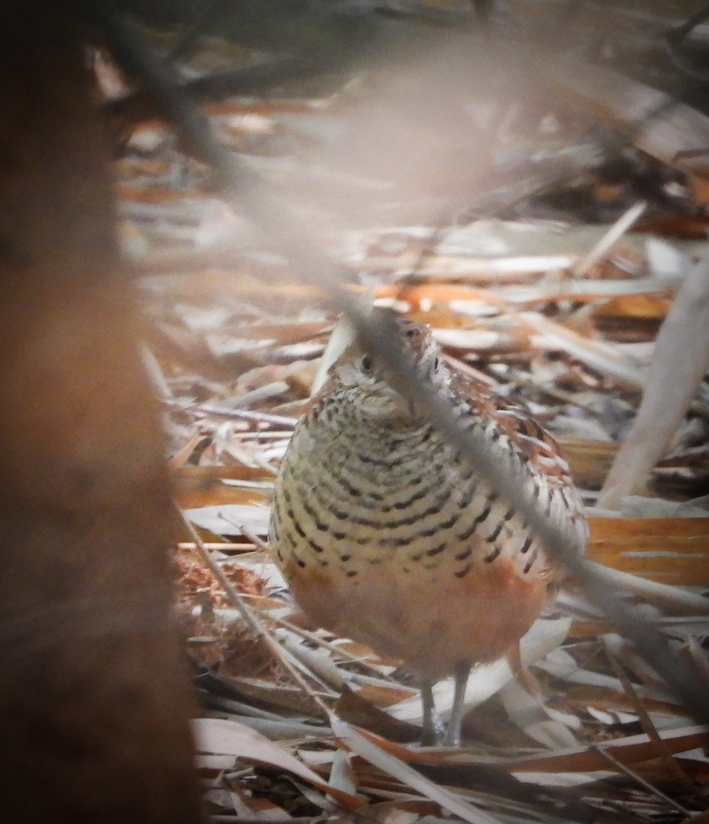 Barred Buttonquail - Uma Vaijnath