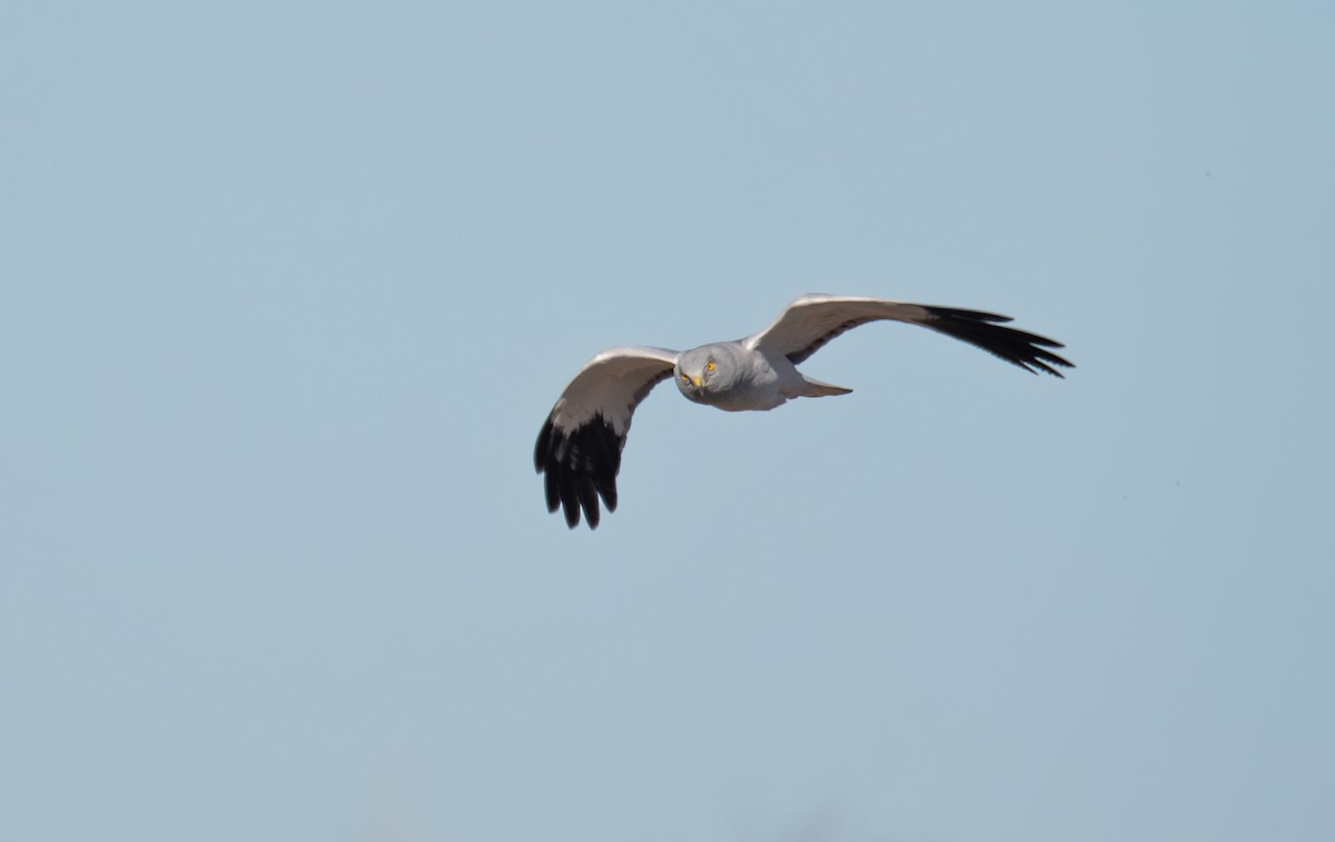 Aguilucho Pálido - ML612622751