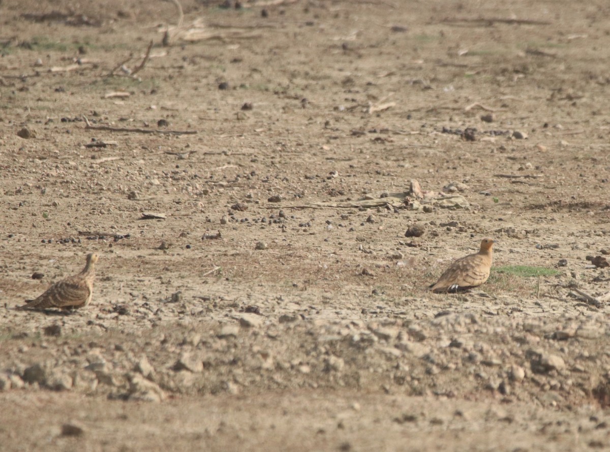 Chestnut-bellied Sandgrouse - ML612622779