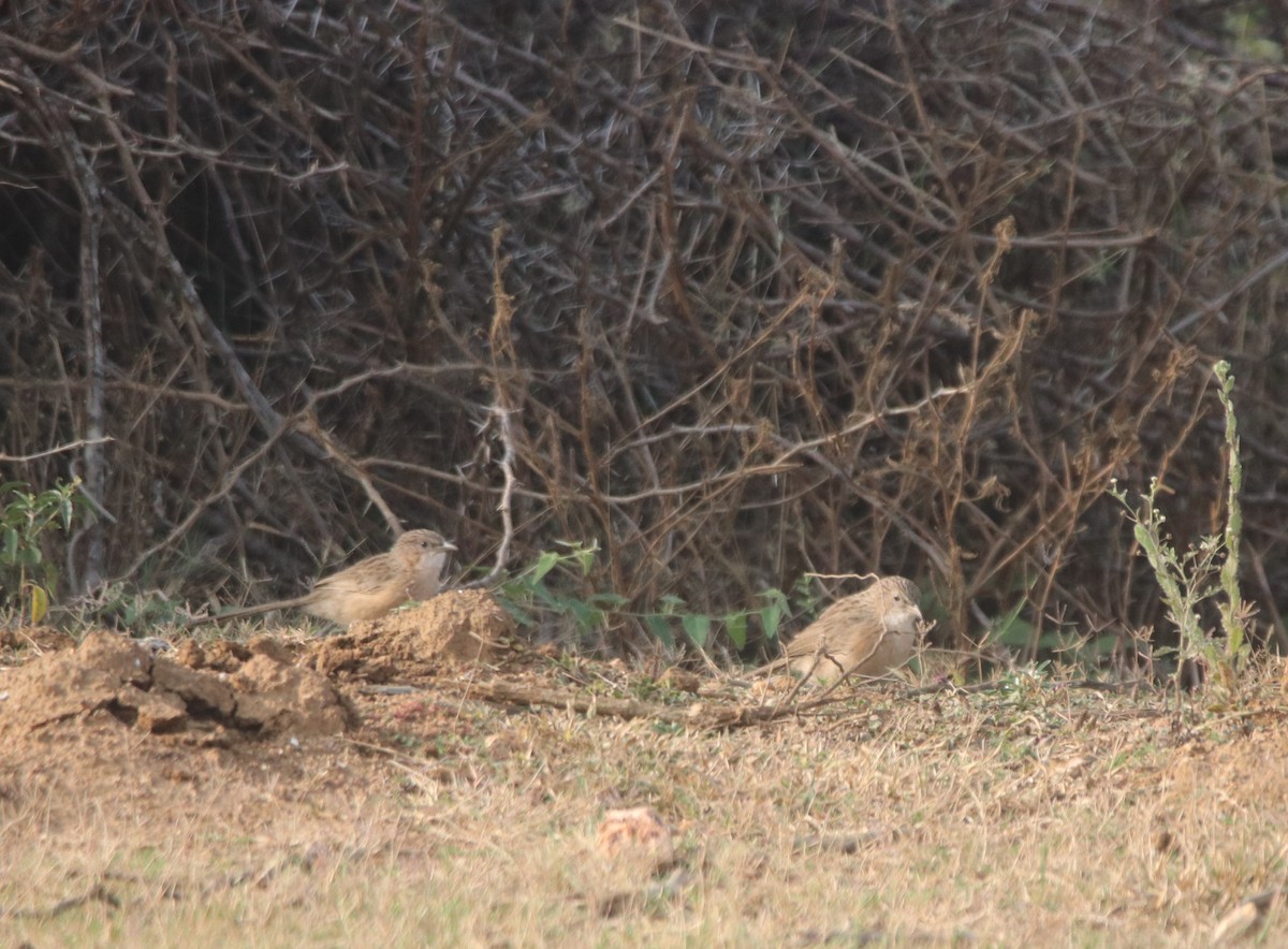 Common Babbler - ML612622798