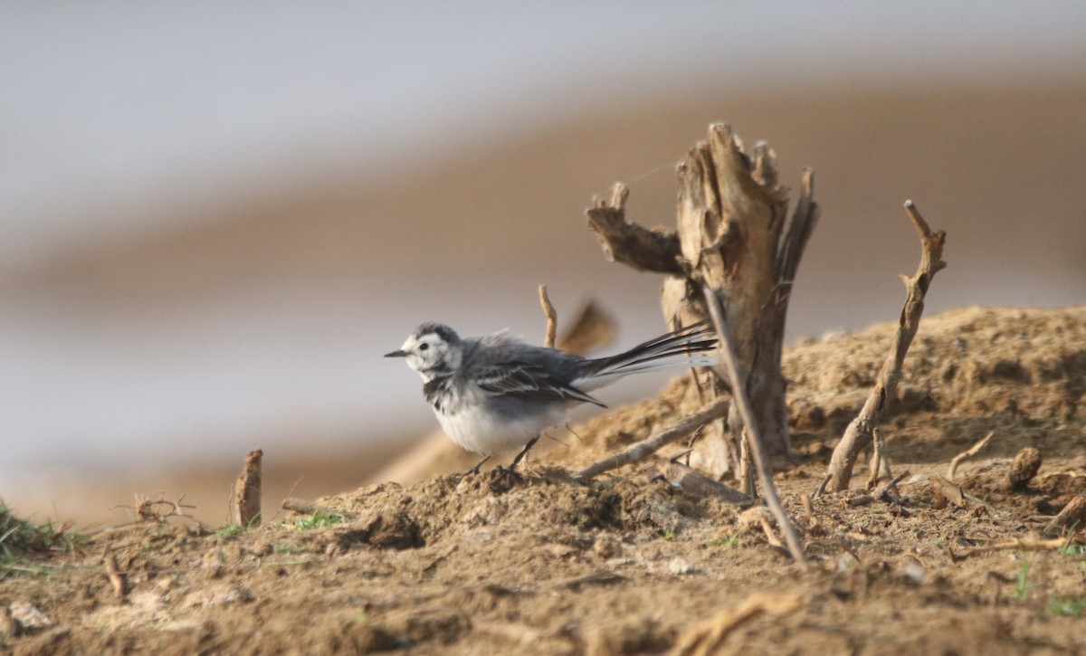 White Wagtail - ML612622806